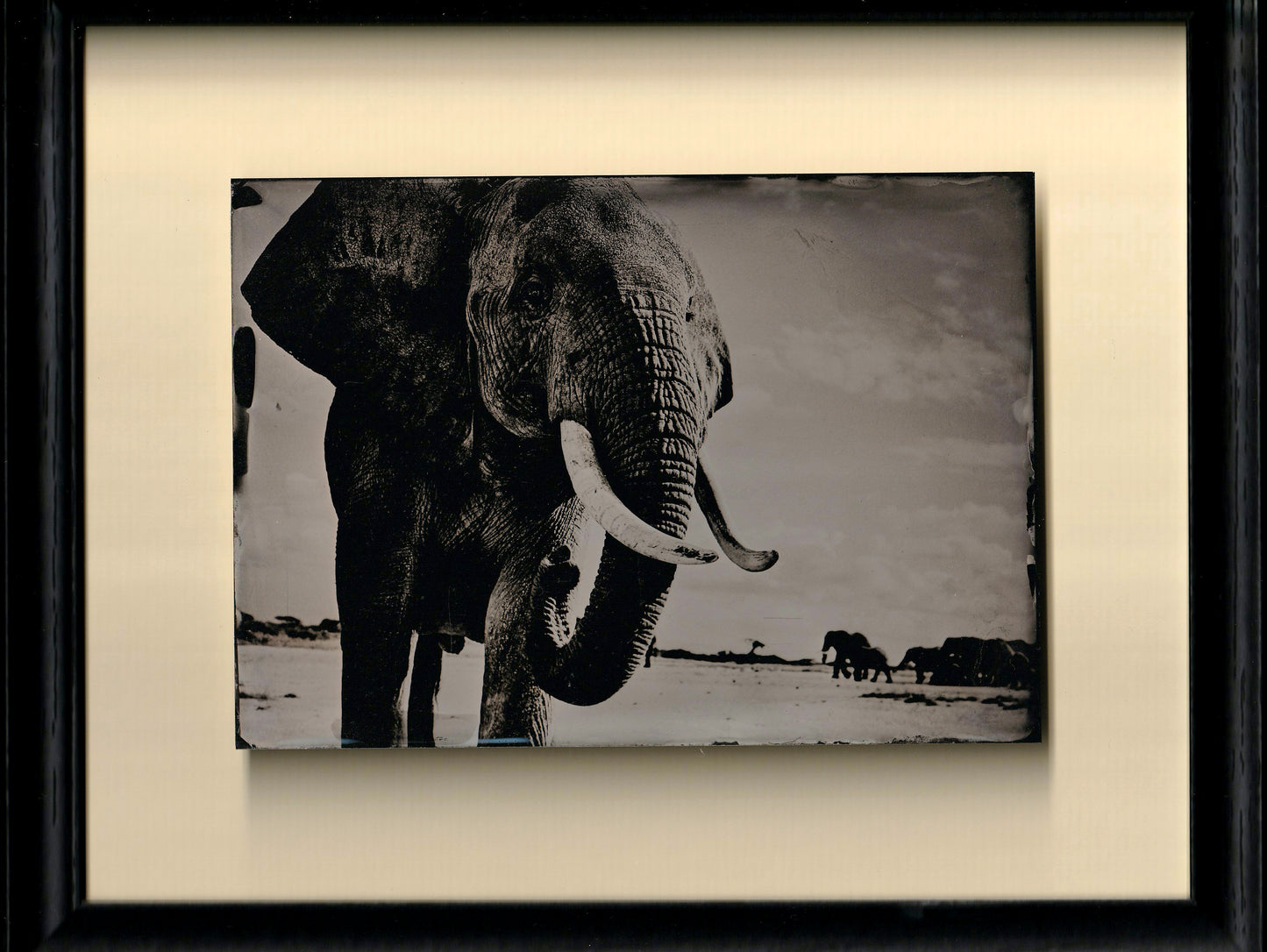 Elephant Standing Guard