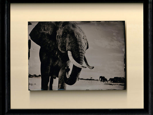 Elephant Standing Guard