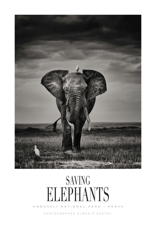 Limited Edition Signed Lithographic Print. Free shipping in uk and some other countries.