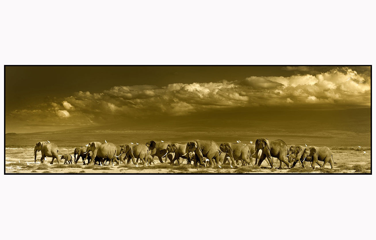 Beautiful Silk Scarf, Elephant Herd Crossing. Limited to 15 scarves. Only 1 Left