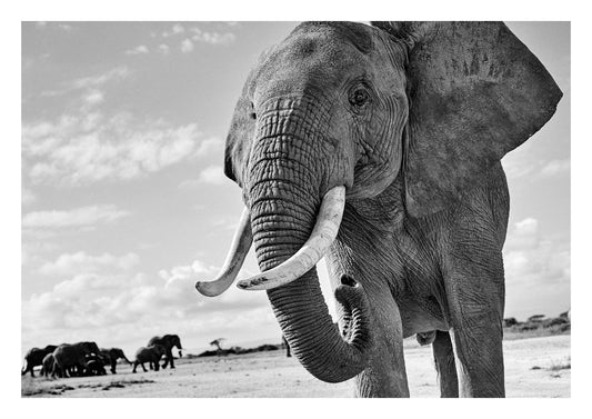 Elephant Standing Guard