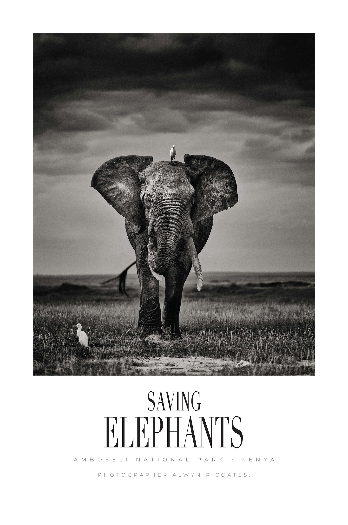 Beautiful Limited Edition Lithograph. From the Saving Elephants Book