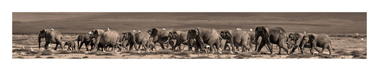 Elephant Herd Crossing